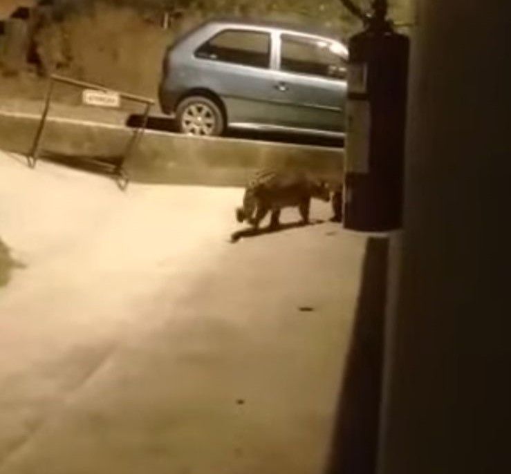 Onça andando pelo local durante a noite | Divulgação/ Jardim Botânico