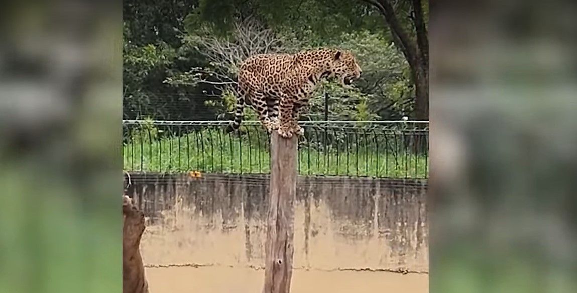 Onça-pintada flagrada escalando fosso em Zoológico do DF é vista no alto de tronco