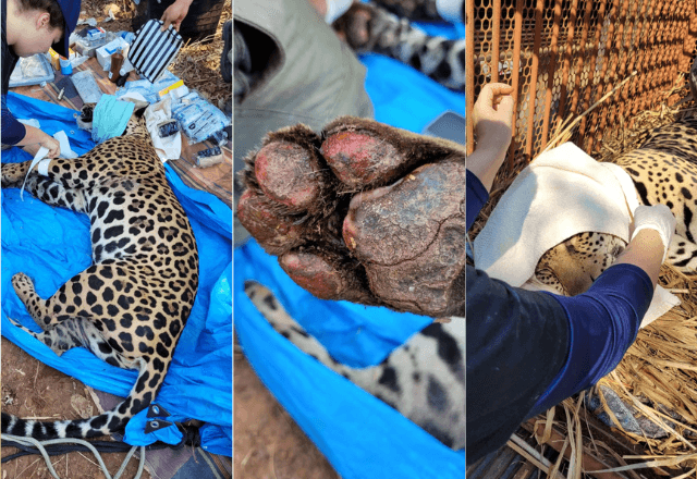 Onça de aproximadamente 2 anos foi resgatada com queimaduras nas patas | Divulgação/Governo do MS