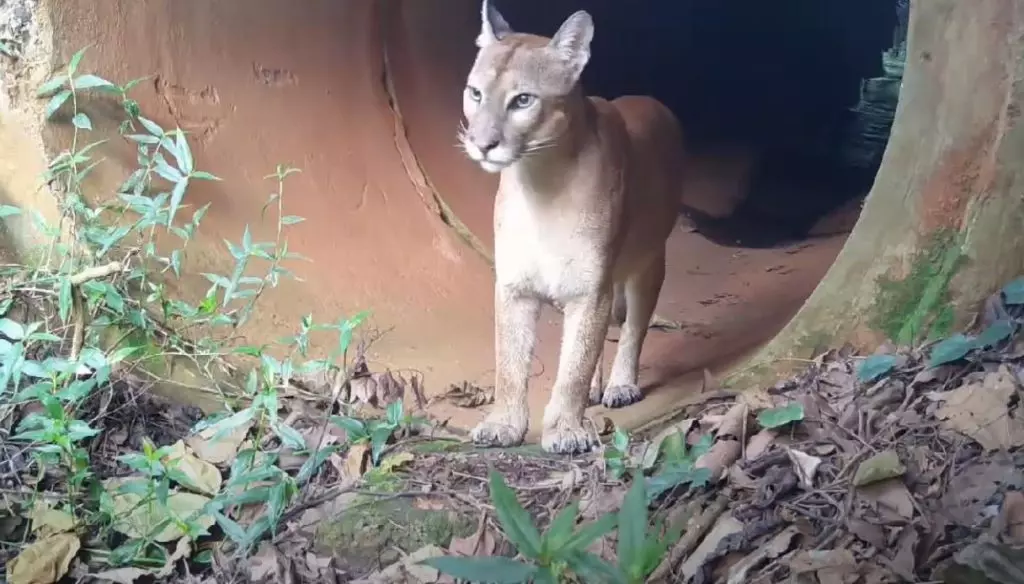 Onça-parda foi flagrada por pesquisadores em Campinas. | Divulgação