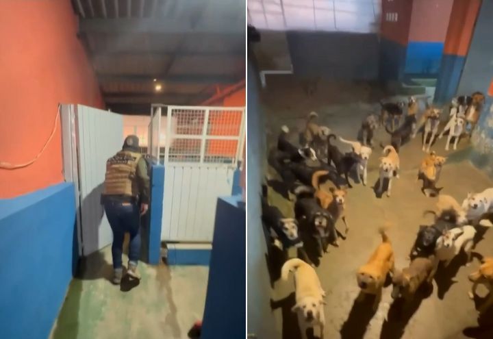 Policiais fazem operação para resgate de animais que sofrem maus-tratos | Reprodução/Polícia Civil de São Paulo
