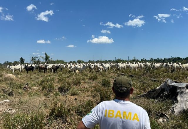 Foto: Reprodução | Ibama