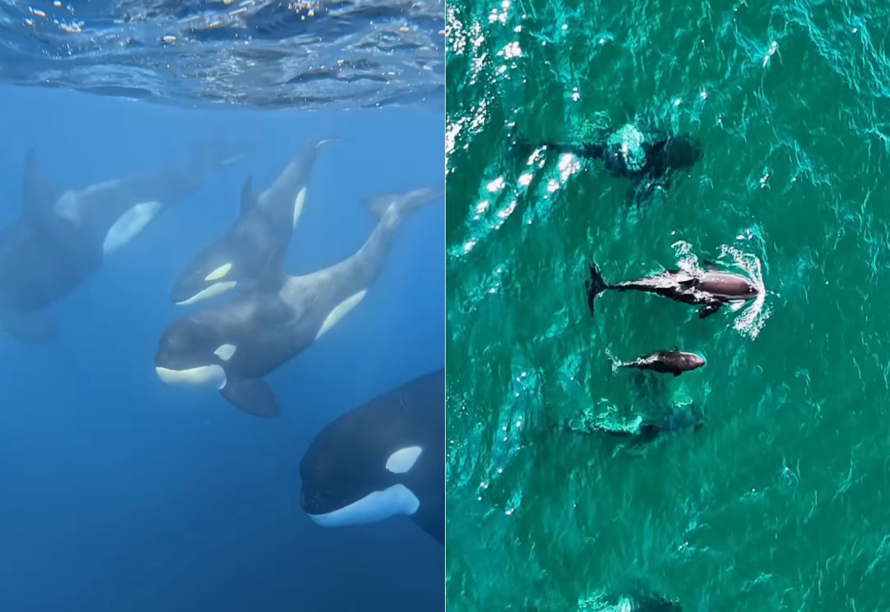 Orcas avistadas em Ilhabela (SP) | Reprodução/Instagram: @rafa.mesquita e @maremarilhabela