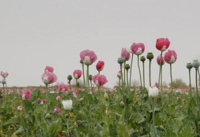 papoula opioide