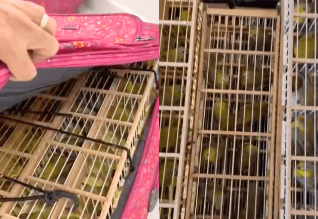 As aves estavam em três malas em condições de maus-tratos, segundo informou a PF | Divulgação/PF