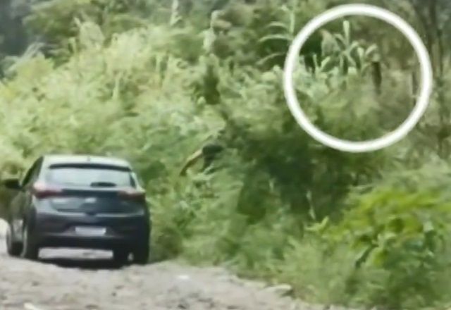 Pastor é indiciado após ser flagrado abandonando e arremessando cachorro