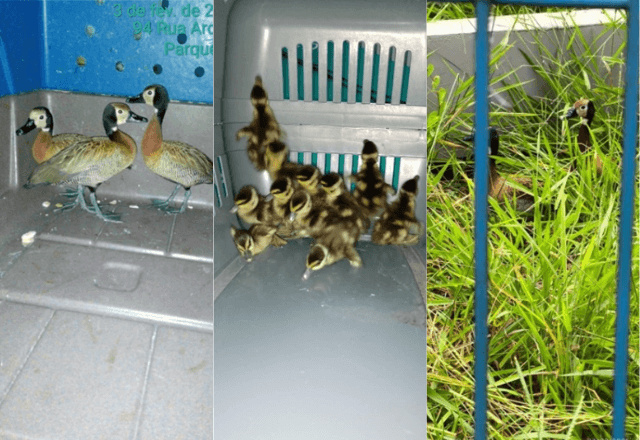 Patos resgatados em estação de trem | Reprodução/ViaMobilidade
