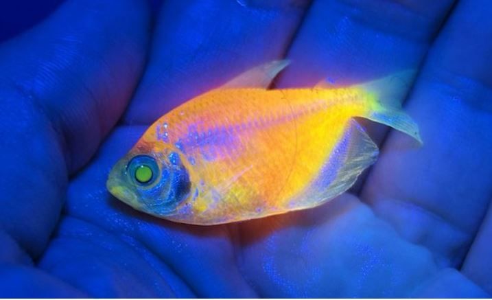 Peixes ornamentais modificados para brilhar no escuro são apreendidos em megaoperação do Ibama