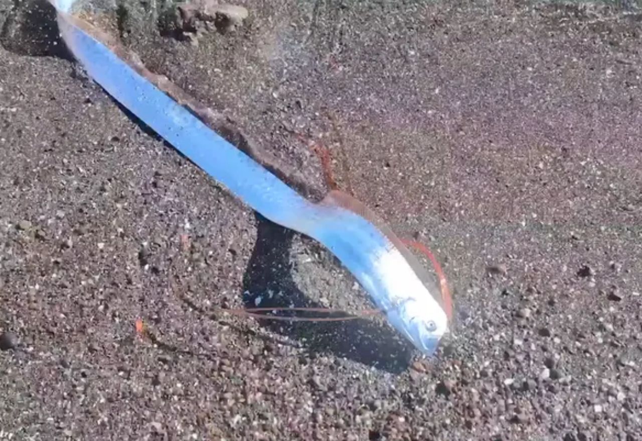 Peixe-remo foi encontrado em praia do México | Reprodução/Redes sociais