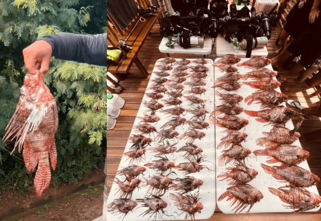 Mais de 60 peixes-leão foram capturados em um único mergulho / Reprodução Redes Sociais