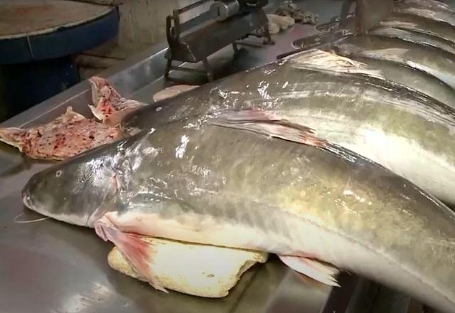 peixes