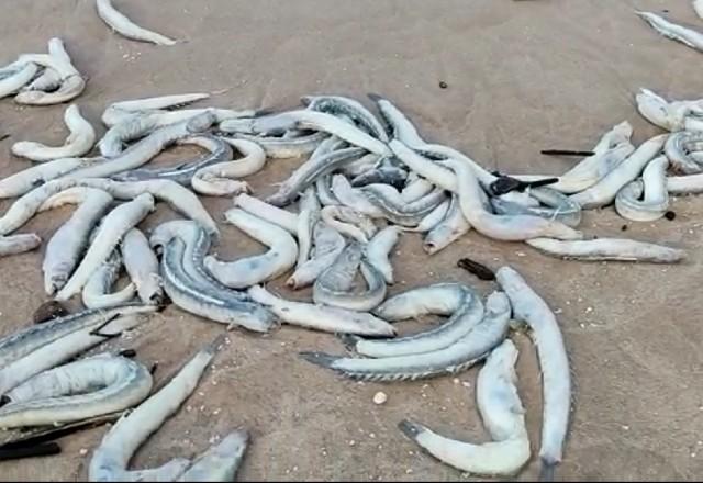 Milhares de peixes são encontrados mortos em pelo menos 5 praias do Pará Milhares de peixes são encontrados mortos em pelo menos 5 praias do Pará
