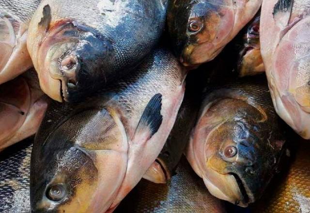 pescados da espécie pacu