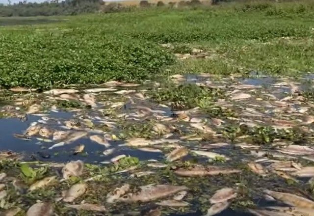 Mais de 3 toneladas de peixes já foram retiradas dos rios | Reprodução/Primeiro Impacto