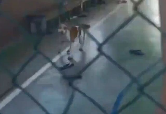 Pitbull invade escola e ataca aluno do 6º ano, no Pará 