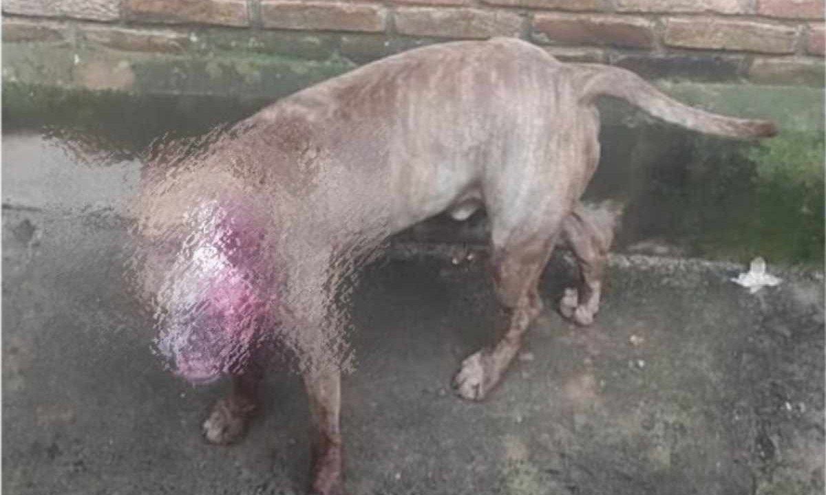 Cão pitbull atacou suspeito de tentar furtar chácara em Uberaba
