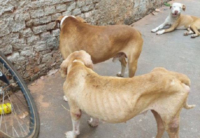 Homem é preso por manter cachorros sem comida por 15 dias