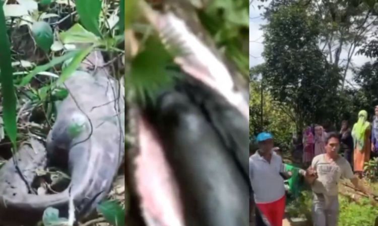 Mulher é encontrada morta dentro de cobra píton de cinco metros na Indonésia | Reprodução/X/@Heraloebs