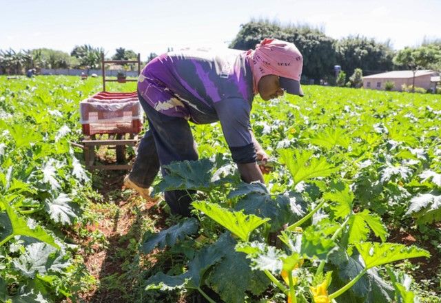 Para 2025, o Plano Safra prevê mais de R$ 485 bilhões em crédito para pequenos, médios e grandes produtores | Divulgação/Geovana Albuquerque/Agência Brasília