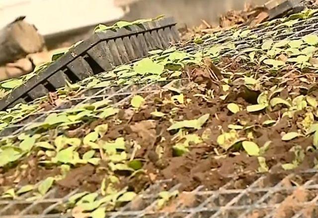 plantação
