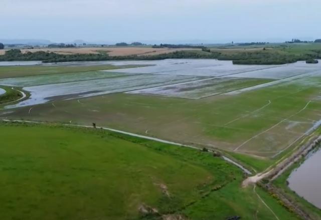 plantação de arroz