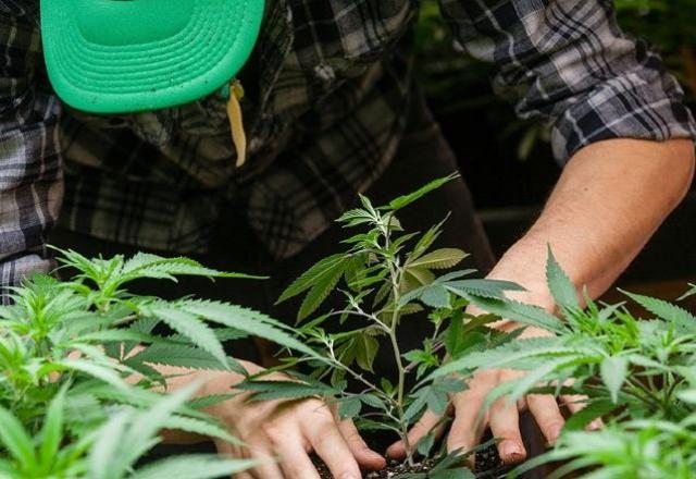 plantação de maconha