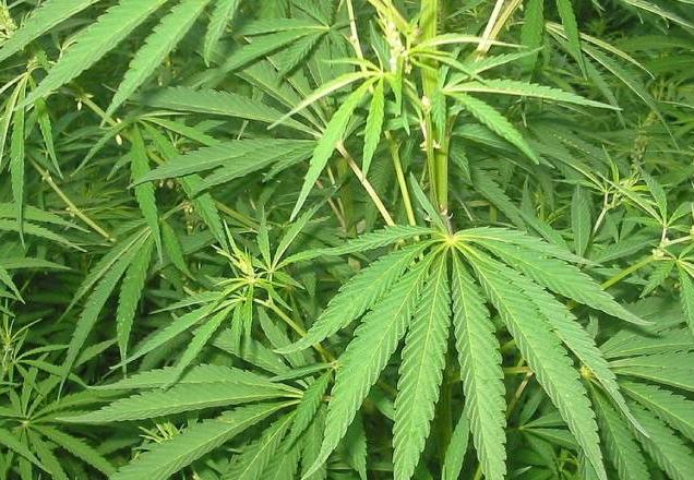 plantação de maconha - divulgação Uniad