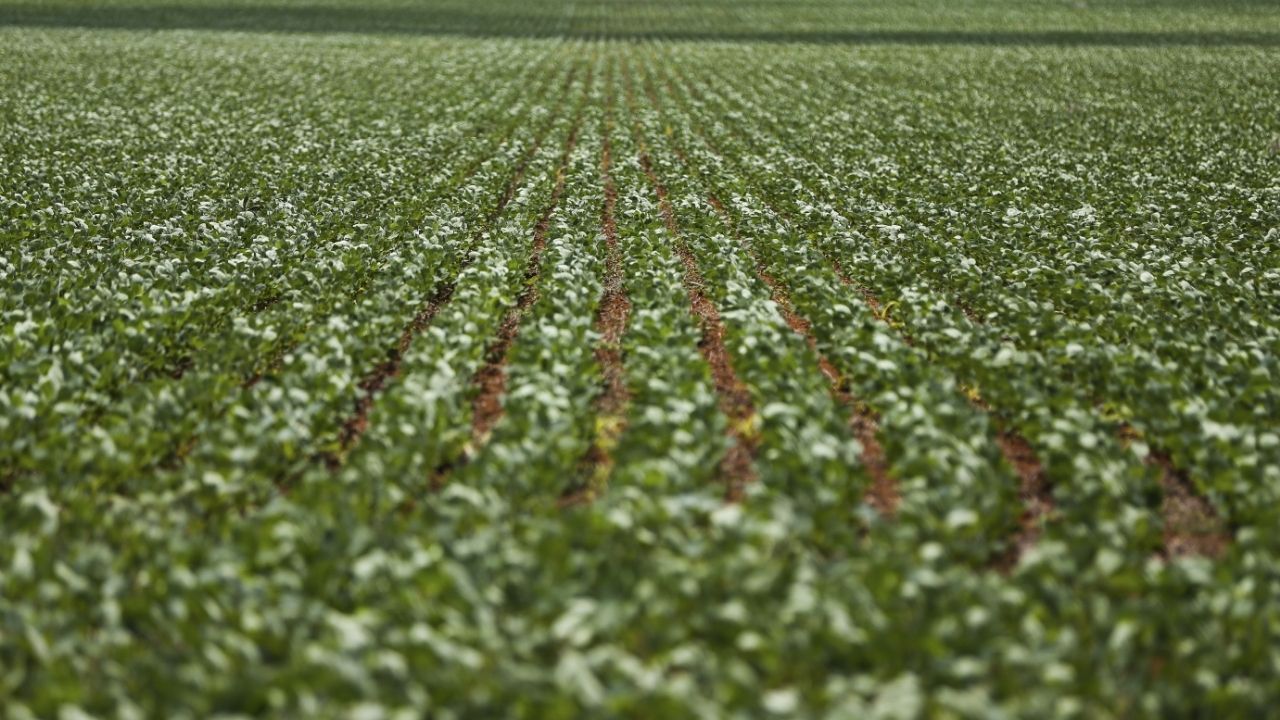 Imagem da notícia: Ampliar seguro rural evitaria dívidas no agro, diz economista Imagem da notícia: Ampliar seguro rural evitaria dívidas no agro, diz economista