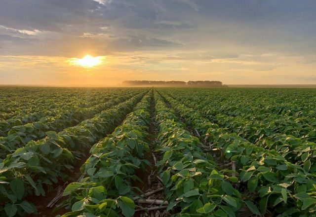 Agricultura regenerativa ganha espaço em Goiás; conheça as práticas Agricultura regenerativa ganha espaço em Goiás; conheça as práticas