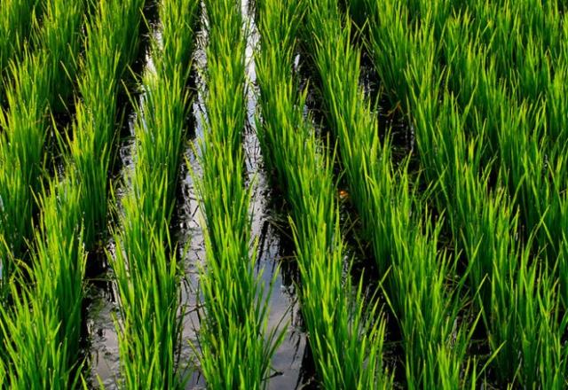 plantio de arroz irrigado