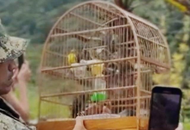 Homem é preso transportando 667 pássaros silvestres em operação contra tráfico de animais no RJ