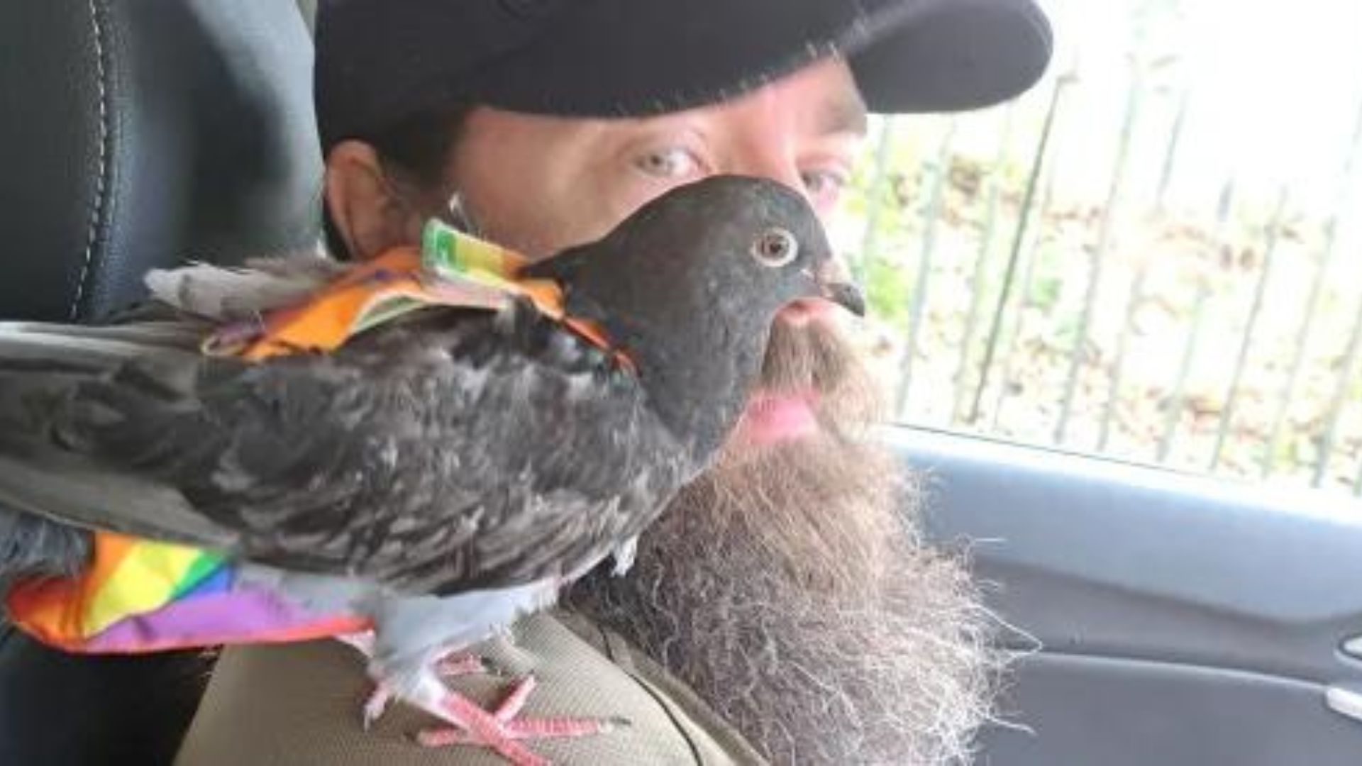 Homem resgata pombo e "adota" animal para família