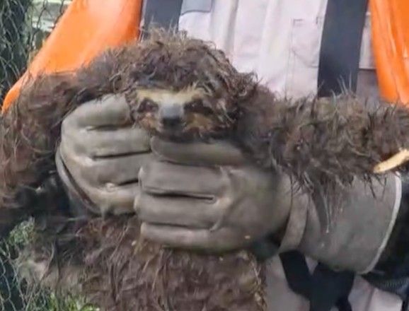 Vídeo: bicho-preguiça leva choque e é resgatado de árvore em SP