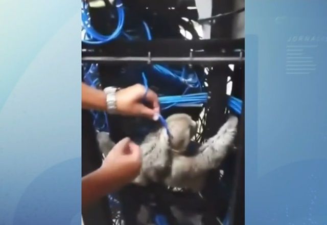 Preguiça é encontrada presa em “rack” de cabos de internet 