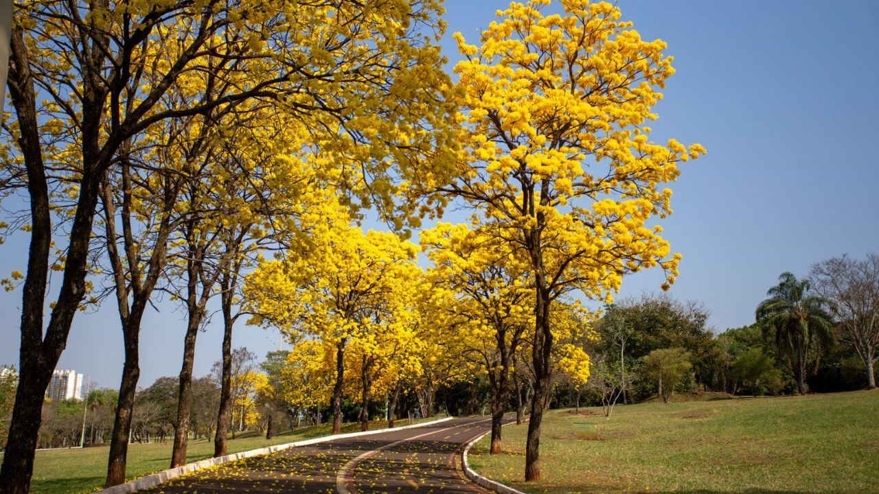 Primavera | Reprodução SEMADESC 