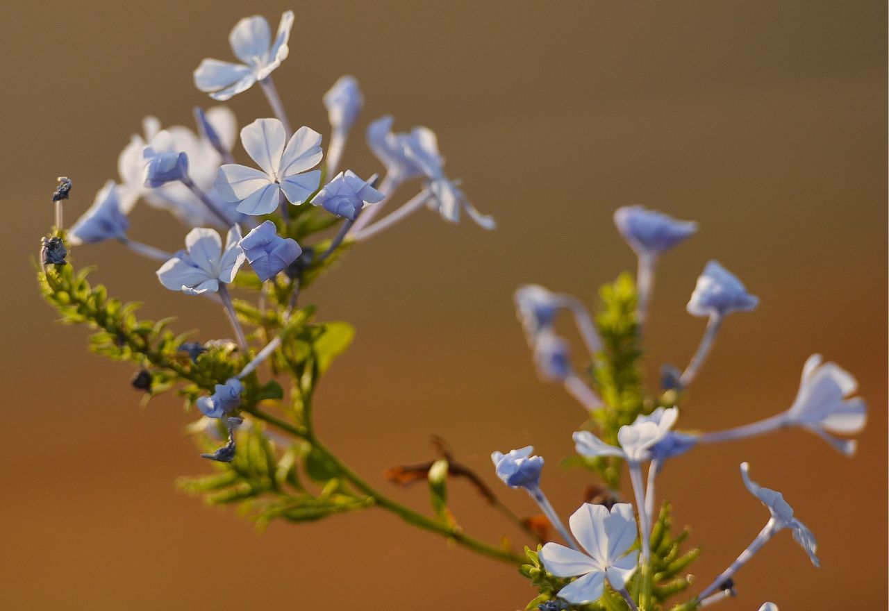 Primavera começa neste domingo (22) | Marcello Casal Jr/Agência Brasil