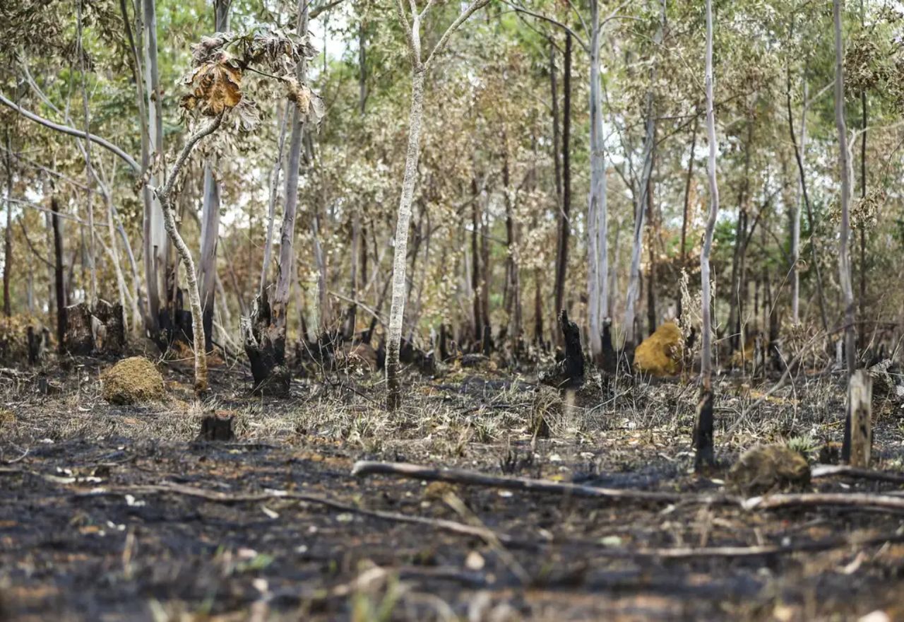 Amazônia registrou em 2024, no intervalo de 1º de janeiro a 20 de agosto, 43.191 focos de fogo | Marcelo Camargo/Agência Brasil