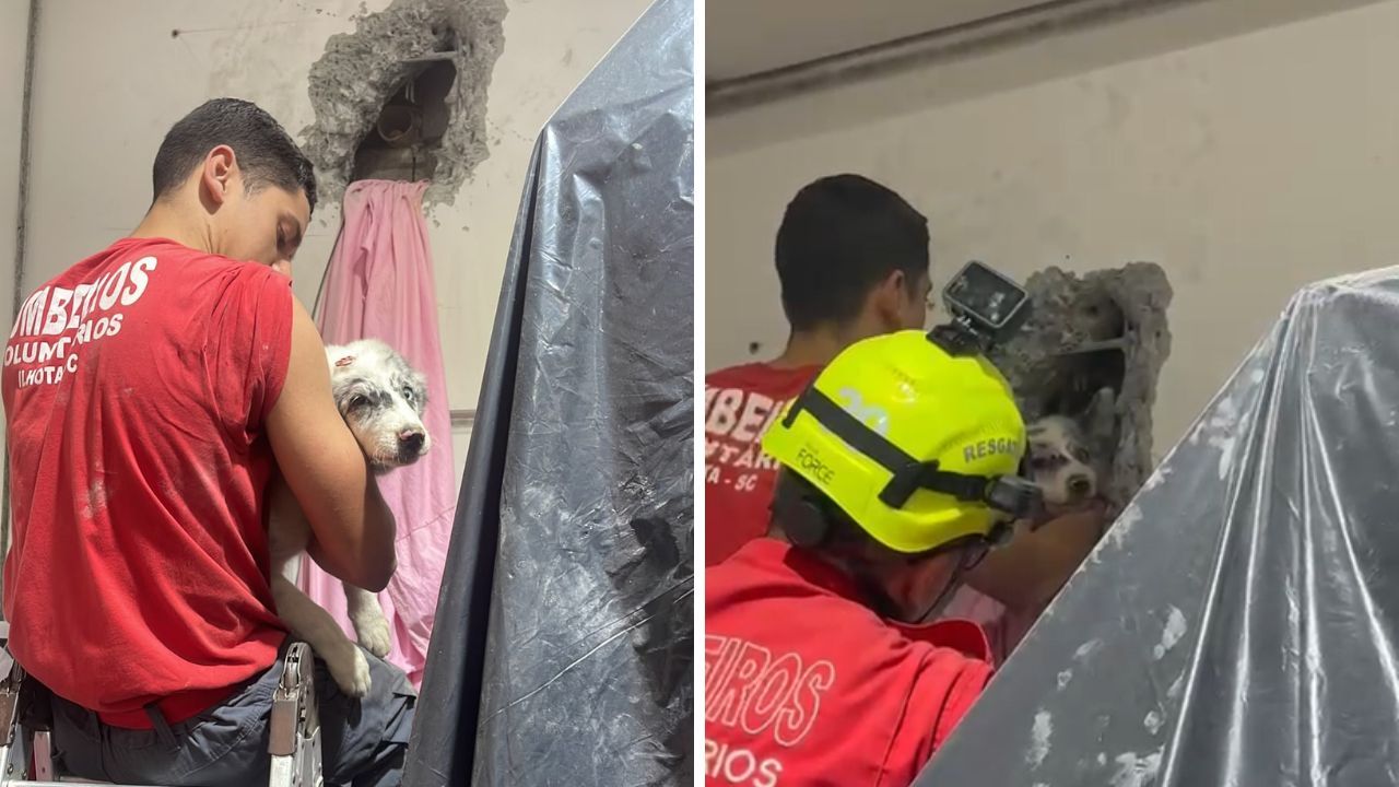 VÍDEO: Cão é salvo após mais de 4 horas preso entre galpões