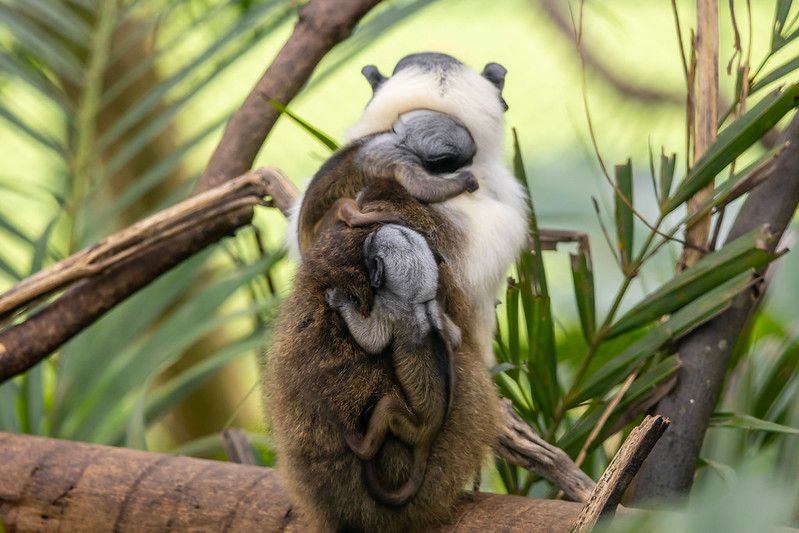 Filhotes de sauim-de-coleira nasceram no último mês | Leandro Ferreira Amaral/Zoo de SP
