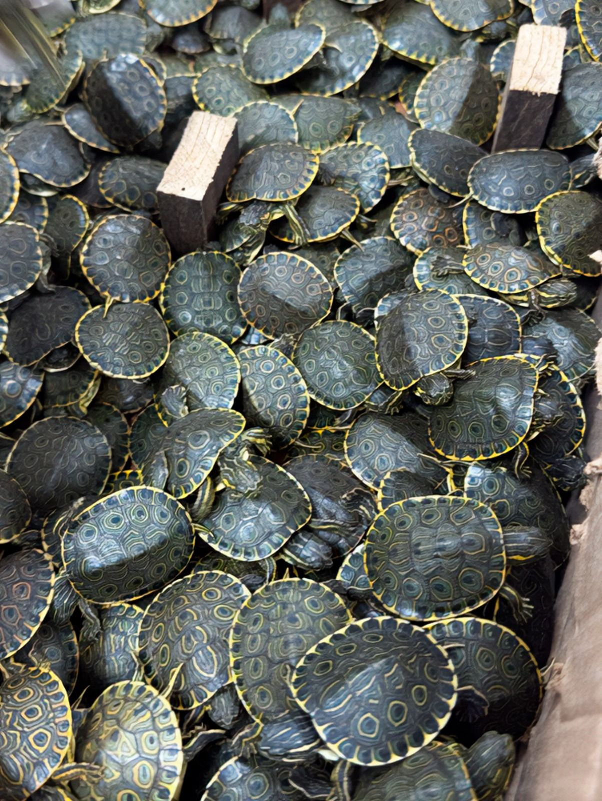 Mais de 4 mil tartarugas estavam em caixas para transporte ilegal. | Divulgação