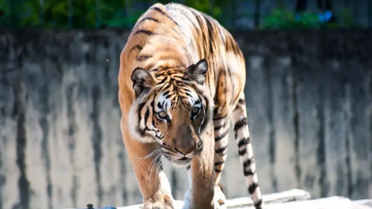 Foto: reprodução/Zoológico de Brasília 