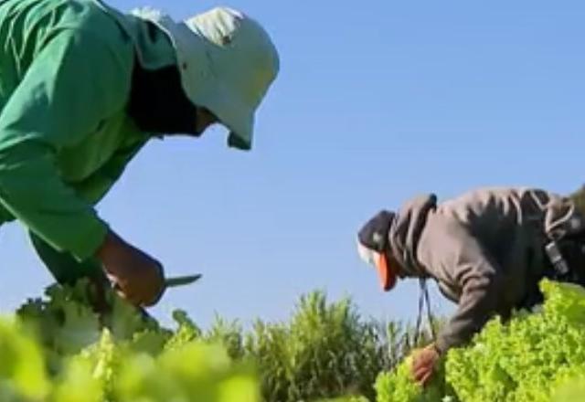 trabalhadores rurais no campo