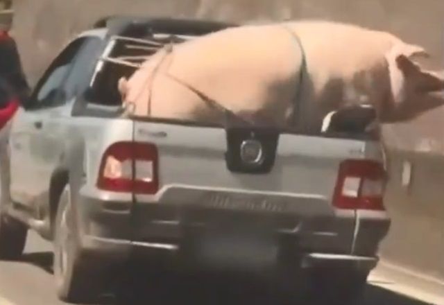 Flagra: Porco e cabrito são transportados de forma irregular em SP
