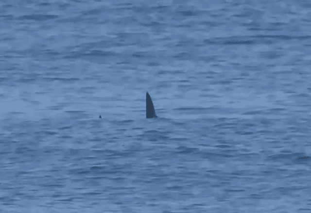 Tubarão é visto no mar da Barra de Tijuca, no RJ