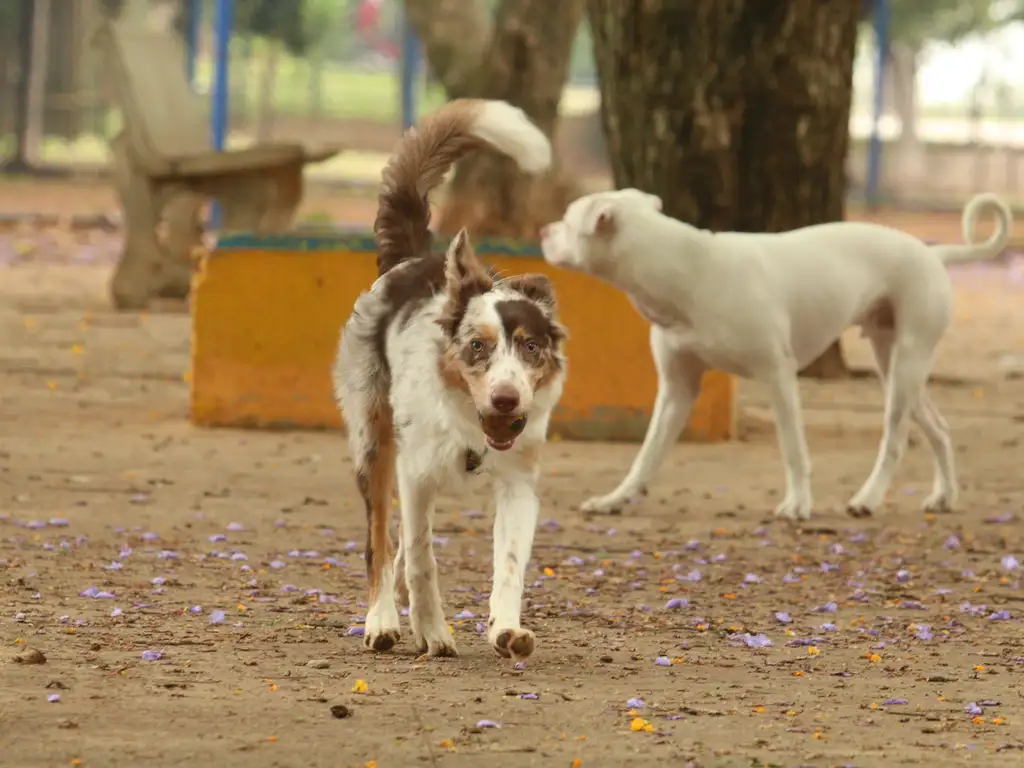 Tutores com cães no Parcão, espaço exclusivo para cachorros, na Praça Ayrton Senna do Brasil - Reprodução/Agência Brasil