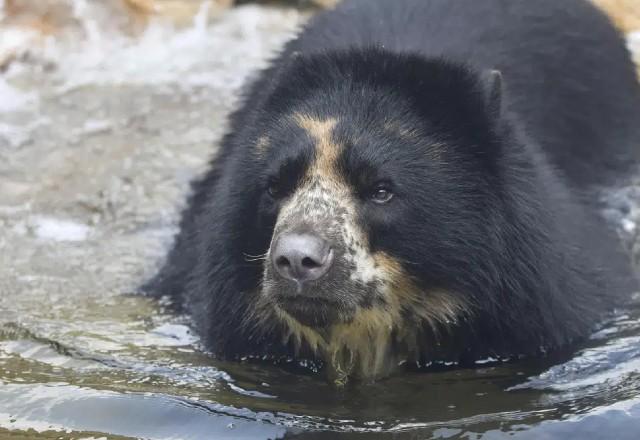Urso foge de habitat em zoológico nos Estados Unidos Urso foge de habitat em zoológico nos Estados Unidos