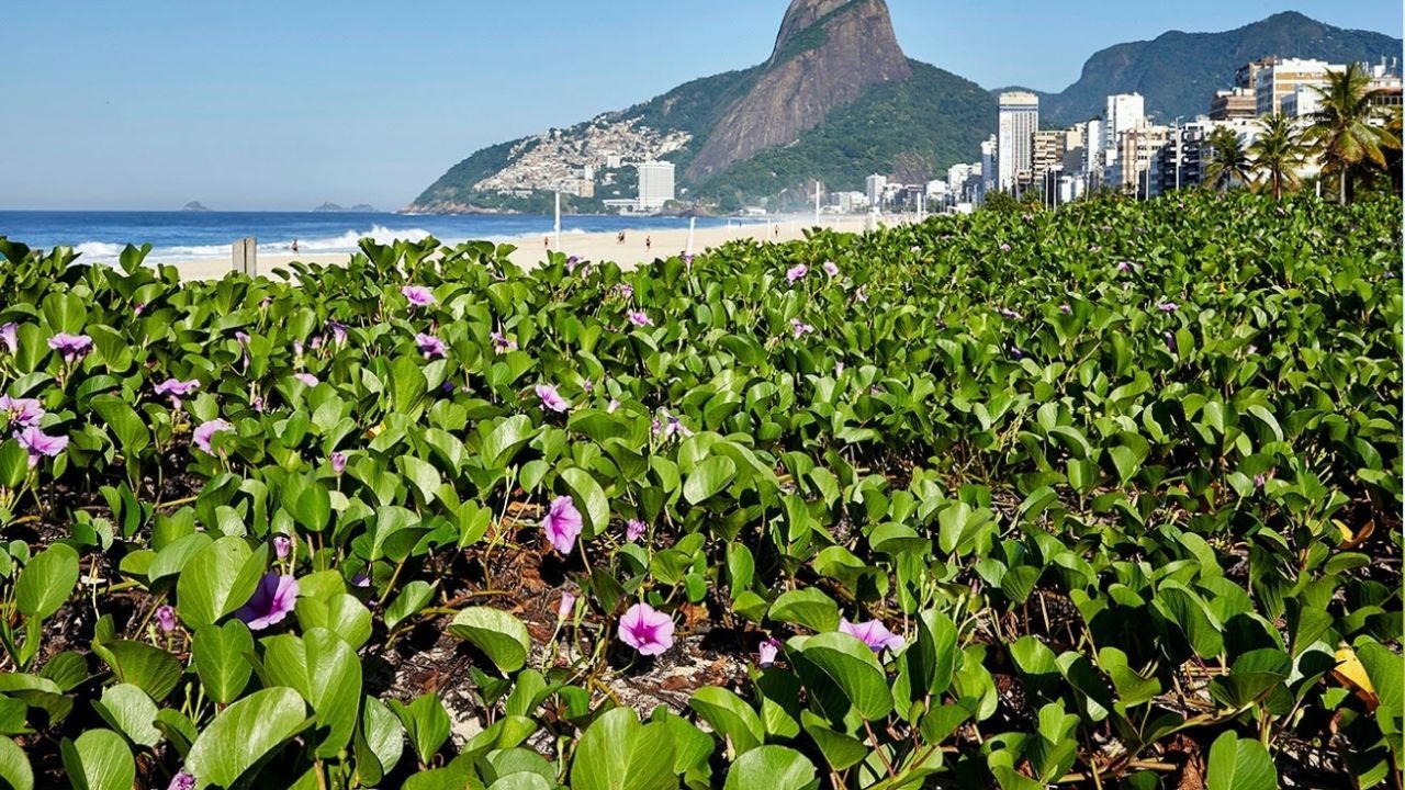 Vegetação de restinga na praia de Ipanema no Rio | Reprodução