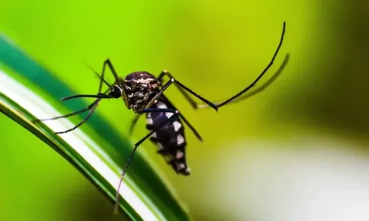 Doença é transmitida pela picada da fêmea do mosquito Aedes aegypti | Pixabay